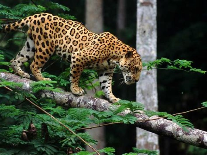 Are jaguars in Florida?