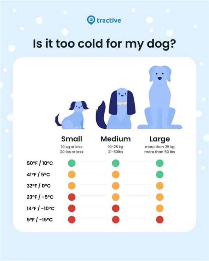 Is 53 degrees too cold for dogs?